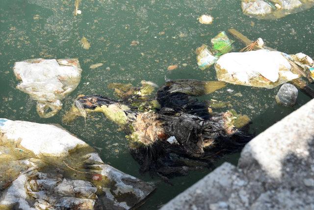 Havuzda bulunan ördekler kirlilik nedeniyle öldü iddiası
