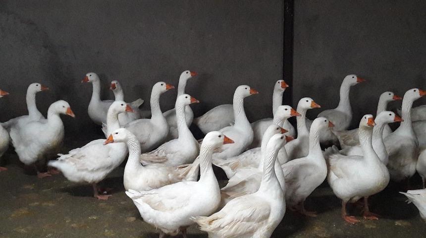 Ordu B&uuml;y&uuml;kşehir 4 bin kaz dağıtacak