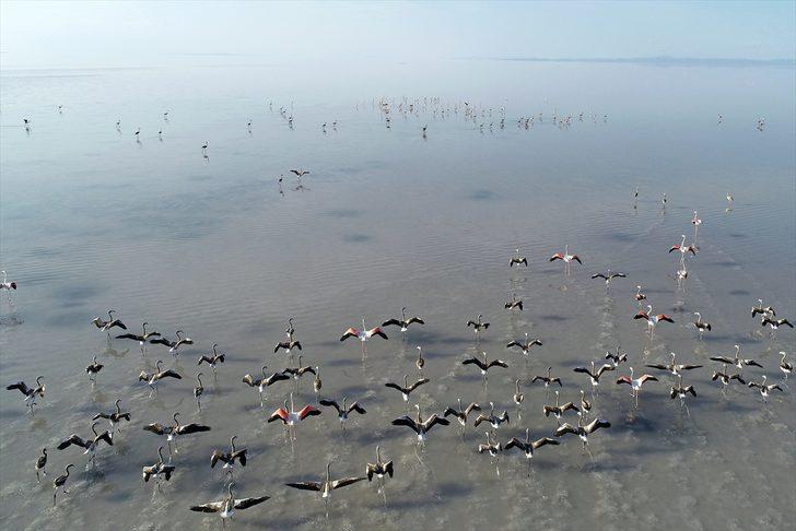 Flamingo nüfusu iki kat arttı G1
