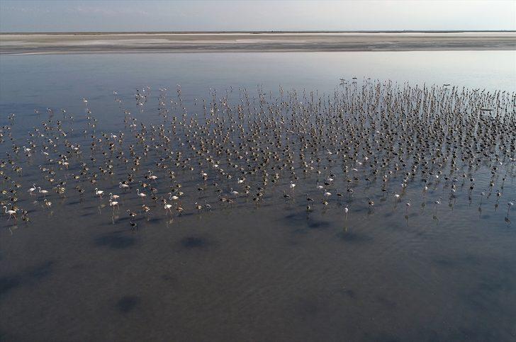 Flamingo nüfusu iki kat arttı G4