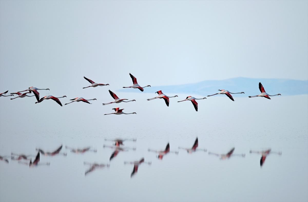 Flamingo n&uuml;fusu iki kat arttı