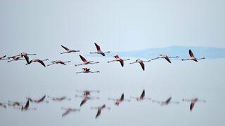 Flamingo nüfusu iki kat arttı