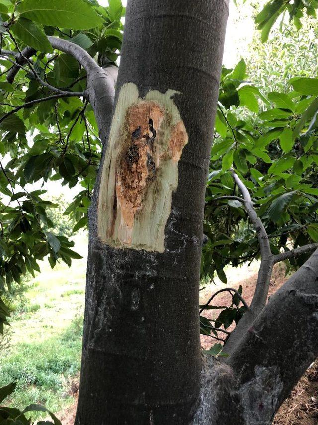 Kestane ağaçlarını kurutan kanser nedeniyle üretici sıkıntılı