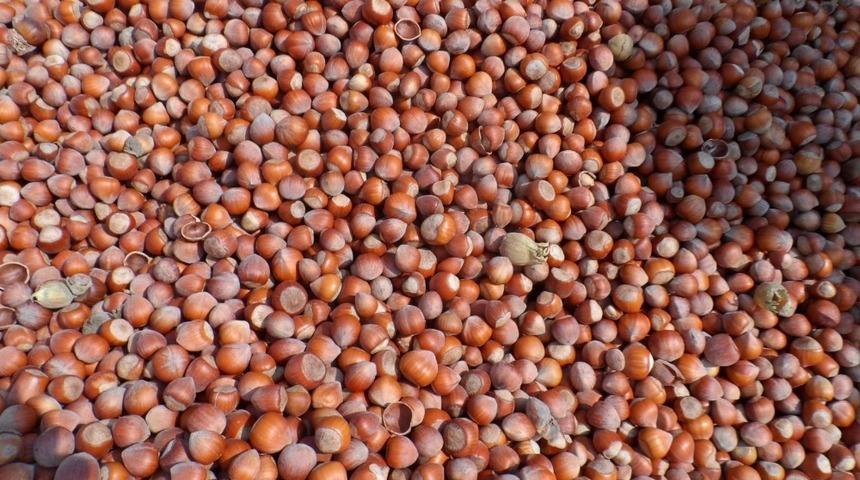 Fındık &uuml;reticilerini uyardılar: "15 TL&rsquo;nin altından fındık satmayın"