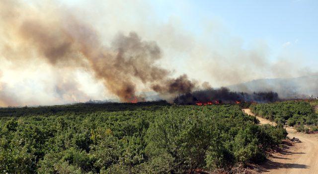 Keşan'da orman yangını (2)