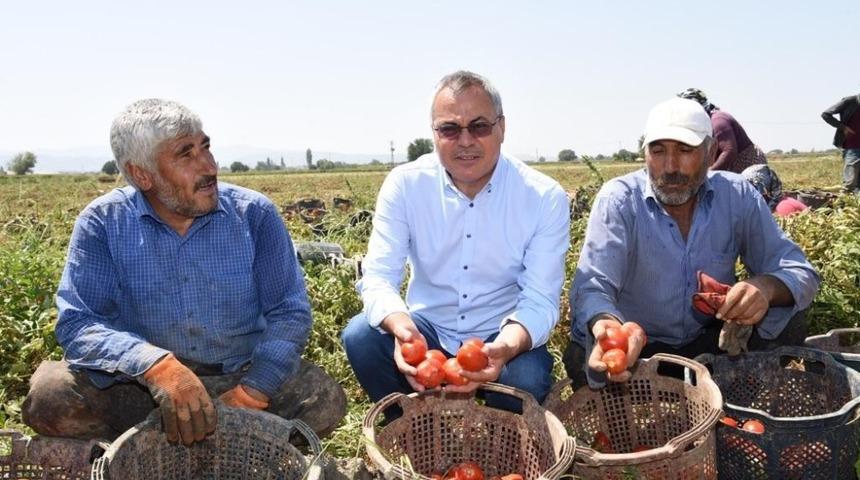 Vali Deniz, Akhisar’da domates hasadı yaptı