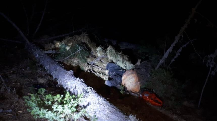 Kütahya'da korkunç olay! Kestiği ağaç sonu oldu