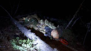 Kütahya'da korkunç olay! Kestiği ağaç sonu oldu