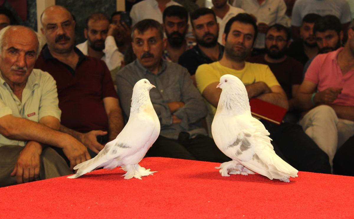 Adıyaman'da 'Şebap' g&uuml;vercinlerine yoğun ilgi! 