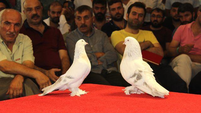 Adıyaman'da 'Şebap' güvercinlerine yoğun ilgi! 