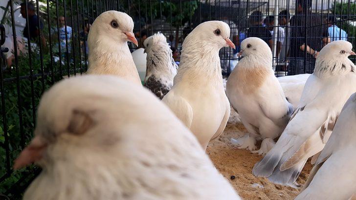 Adıyaman'da 'Şebap' güvercinlerine yoğun ilgi!  G1