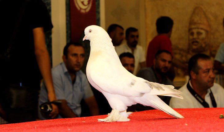 Adıyaman'da 'Şebap' güvercinlerine yoğun ilgi!  G3