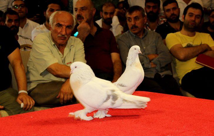 Adıyaman'da 'Şebap' güvercinlerine yoğun ilgi!  G4