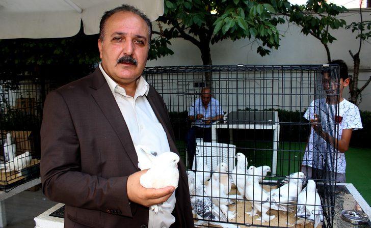 Adıyaman'da 'Şebap' güvercinlerine yoğun ilgi!  G5