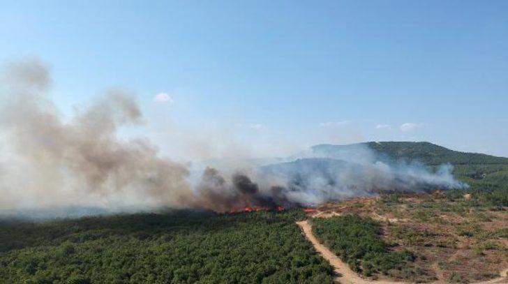 Bakan Pakdemirli Edirne'deki yangının kontrol altına alındığını açıkladı G1