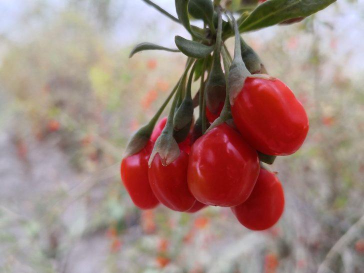 Aksaray'ın goji berry'si dünyaya ihraç ediliyor