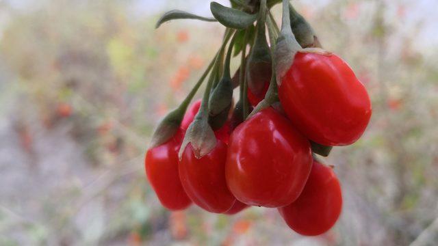 Aksaray'ın goji berry'si dünyaya ihraç ediliyor