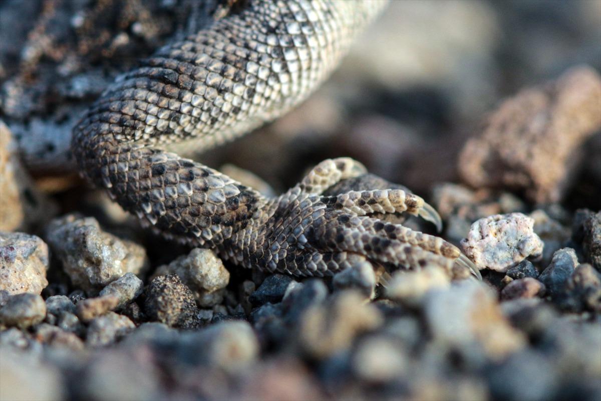 Topbaş keleri yavrularının yaşam m&uuml;cadelesi başladı!