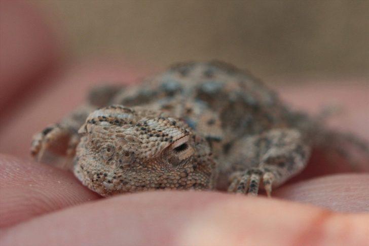 Topbaş keleri yavrularının yaşam mücadelesi başladı! G1