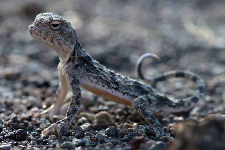 Topbaş keleri yavrularının yaşam mücadelesi başladı! G2