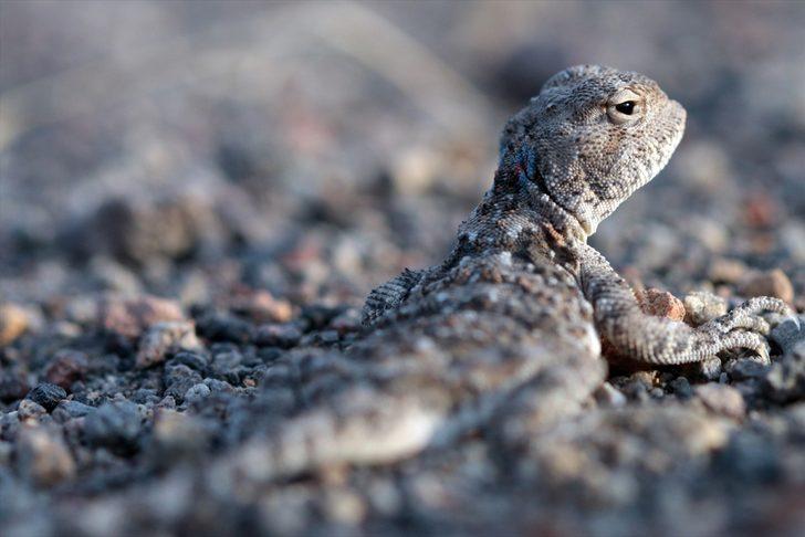 Topbaş keleri yavrularının yaşam mücadelesi başladı! G3