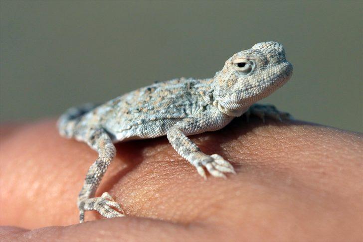 Topbaş keleri yavrularının yaşam mücadelesi başladı! G4