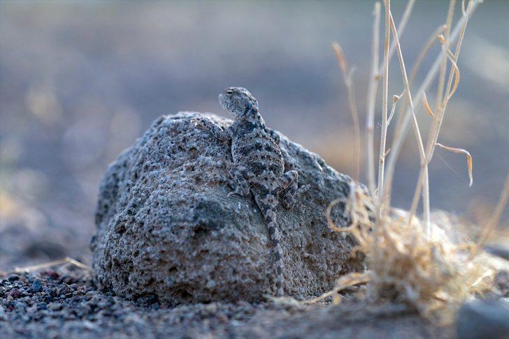 Topbaş keleri yavrularının yaşam mücadelesi başladı! G5