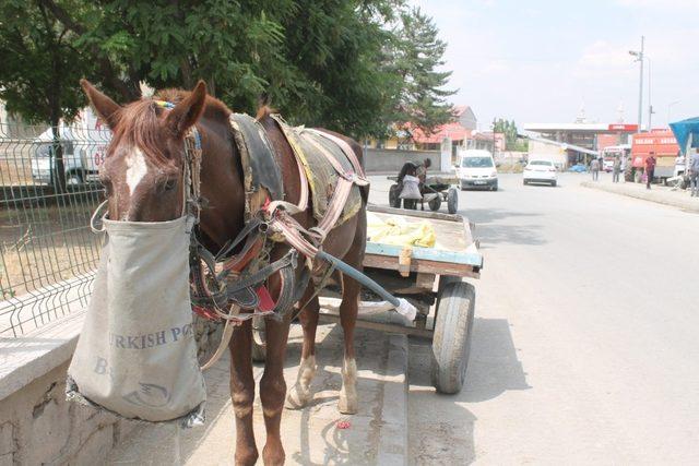 Ağrı’da at arabacılarının zorlu ekmek mücadelesi