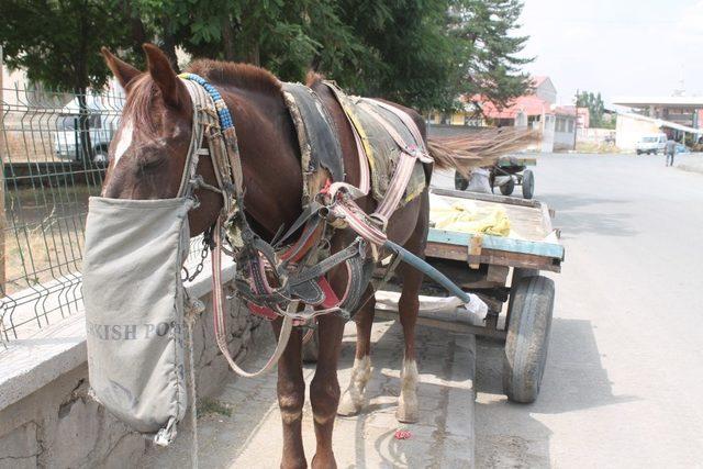 Ağrı’da at arabacılarının zorlu ekmek mücadelesi