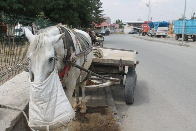 Ağrı’da at arabacılarının zorlu ekmek mücadelesi