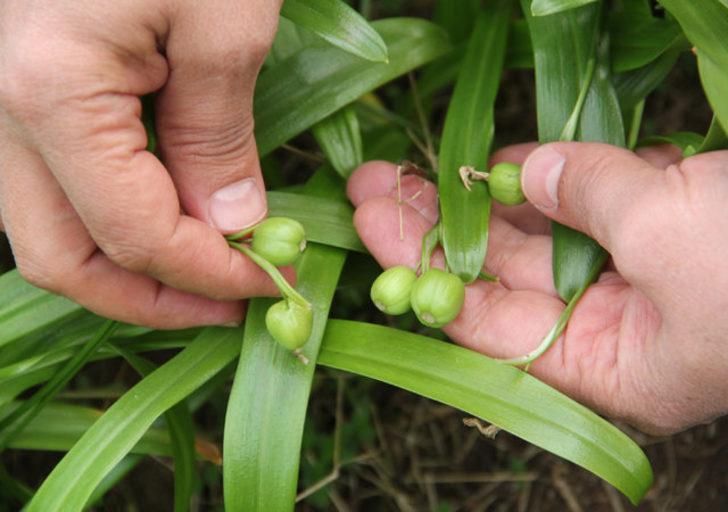 Fındık üreticilerine 'kardelen soğanı'ndan ilave gelir G2