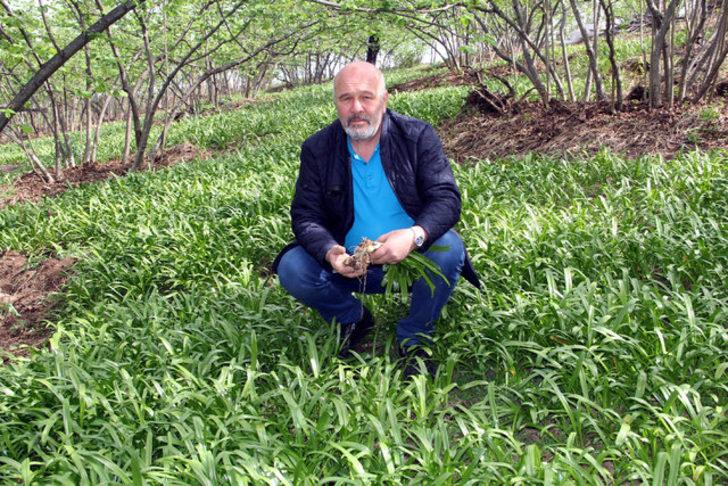 Fındık üreticilerine 'kardelen soğanı'ndan ilave gelir G3