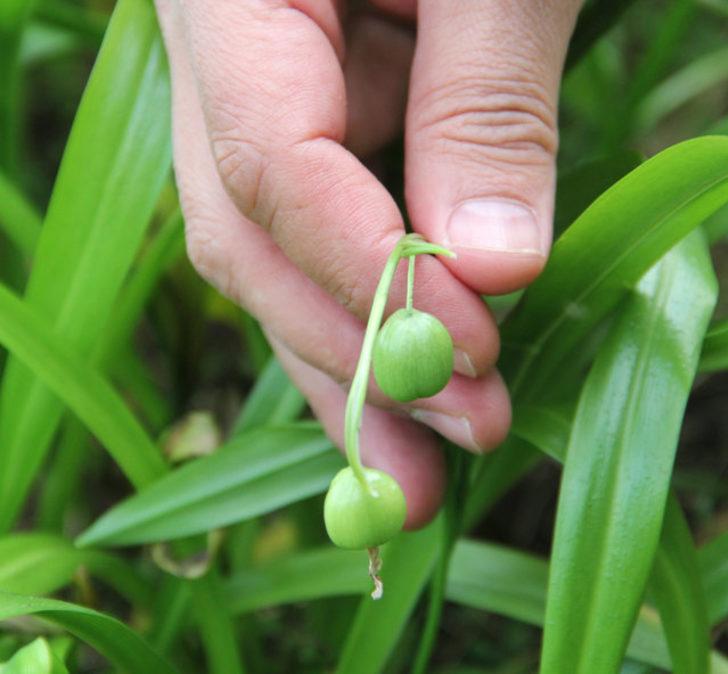 Fındık üreticilerine 'kardelen soğanı'ndan ilave gelir G5