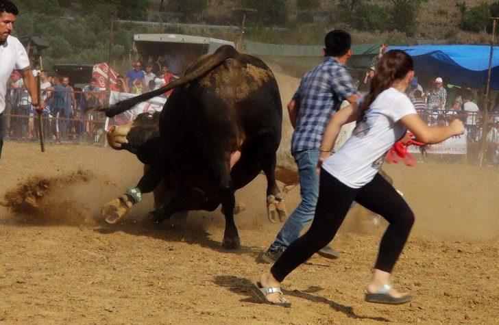 Boğalar ‘eğitim’ yararına güreşti G4