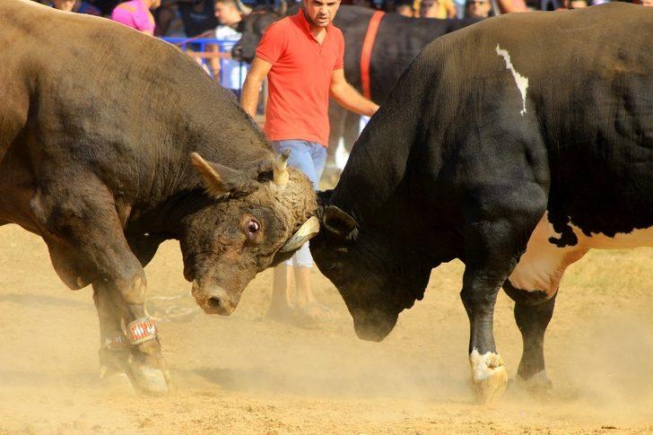 Boğalar ‘eğitim’ yararına güreşti G1