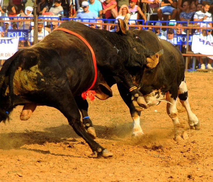 Boğalar ‘eğitim’ yararına güreşti G5