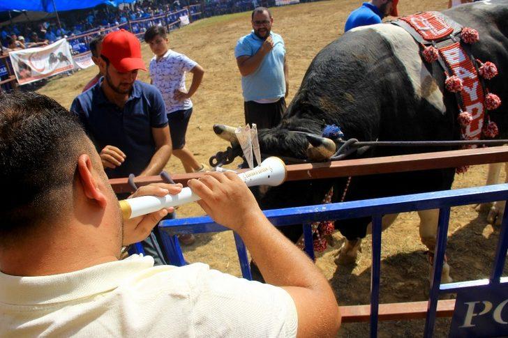 Boğalar ‘eğitim’ yararına güreşti G2