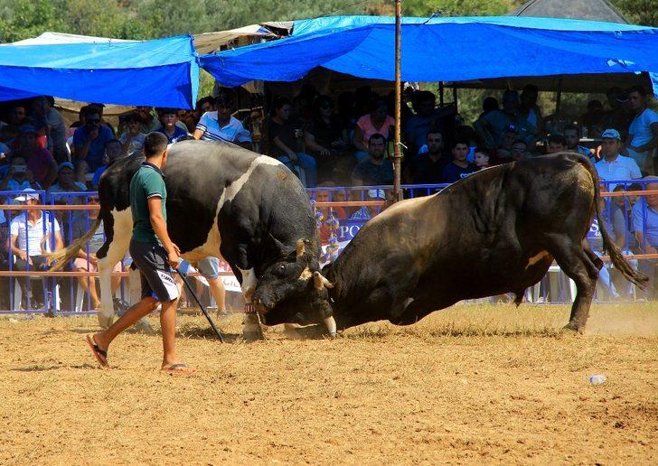 Boğalar ‘eğitim’ yararına güreşti G3