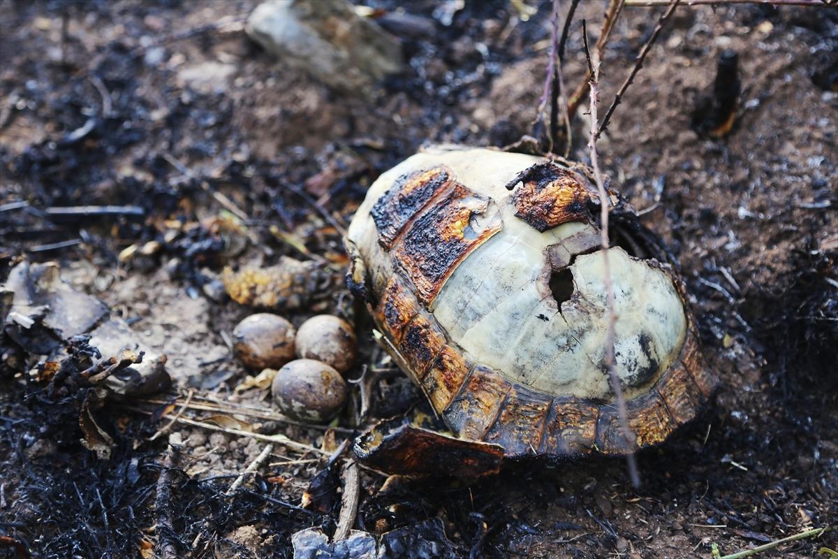Muğla'da yangın! Kaplumbağa ve yumurtaları da yandı