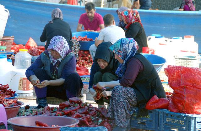 Niğde'de organik salça sezonu başladı