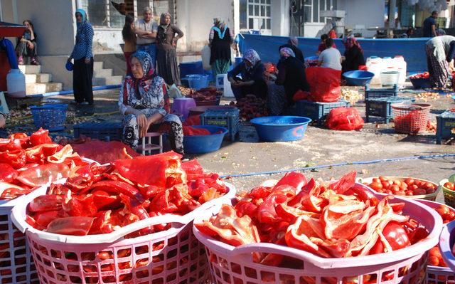 Niğde'de organik salça sezonu başladı