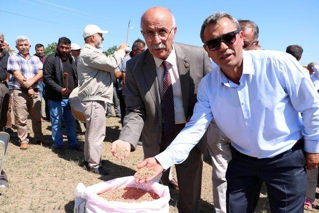 Kuşçu köyünde ilk kez hasat şenliği düzenlendi