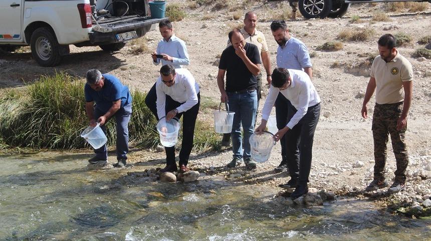 Hurman &Ccedil;ayına alabalık yavrusu bırakıldı