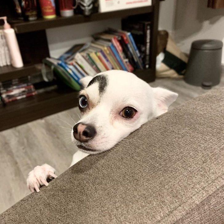 Van kedisine rakip: İnternetin yeni fenomeni Lucky! G5