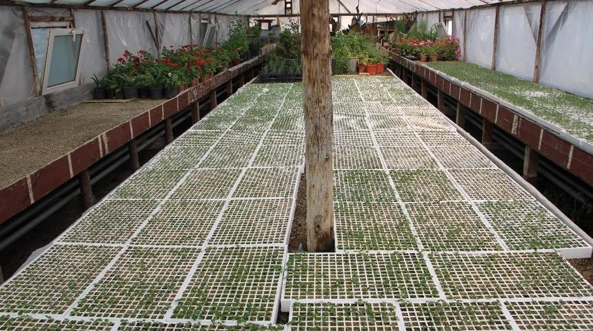 Beypazarı Belediyesi seraları kışlık &ccedil;i&ccedil;ek ekimine başladı