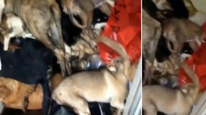 Antalya'daki hayvan barınağında korkunç fotoğraflar!