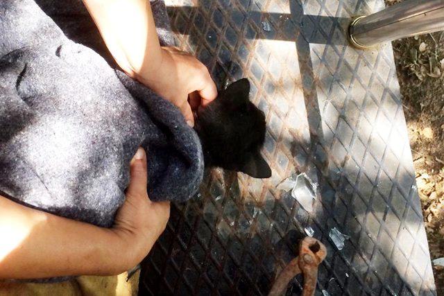 2 aydır, boynundaki camla yaşayan kedi kurtarıldı