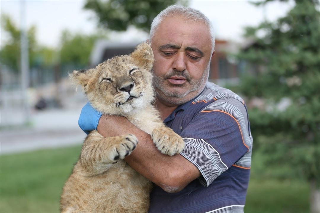 Kayseri Hayvanat Bah&ccedil;esi'nin kralı 'Pusat'a bakıcı şefkati