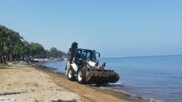 Yalova’da sahil temizleniyor