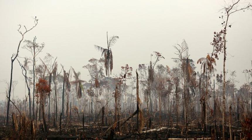 Kırmızı et tüketimini azaltarak Amazonlar'ı kurtarabilir misiniz?